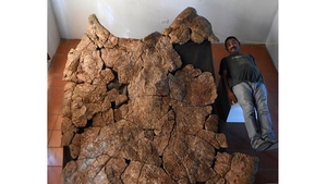 Phát hiện hóa thạch rùa khổng lồ thời tiền sử tại Nam Mỹ
