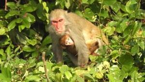 Bảo tồn loài khỉ Macaca quý hiếm tại Vườn Quốc gia Bến En
