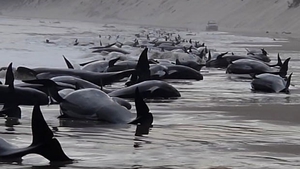 Khoảng 200 con cá voi hoa tiêu chết do mắc cạn tại Australia