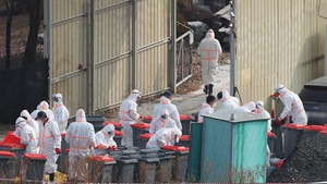 Hàn Quốc phát hiện thêm hai ca nhiễm cúm gia cầm độc lực cao