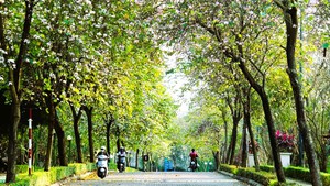 Con đường hoa ban trắng ở Khu đô thị Ciputra Hà Nội
