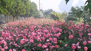 Con đường hoa hồng, hoa ban và một 'miền quê đáng sống' ở ngoại thành Hà Nội