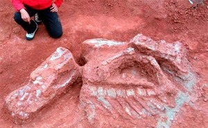 Phát hiện hóa thạch của loài động vật có vú cổ xưa nhất ở Chile