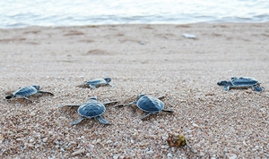 Cứu hộ, thả hơn 800 cá thể rùa quý hiếm về biển