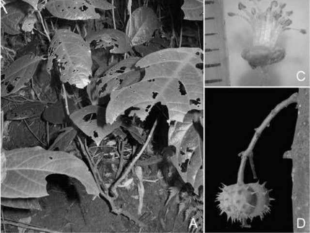 Phát hiện loài thực vật đặc hữu ở Vườn Quốc gia Phong Nha-Kẻ Bàng