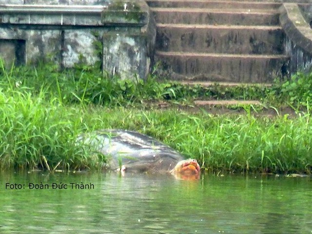  Xác Rùa Hồ Gươm sẽ được đưa vào Bảo tàng Thiên nhiên Việt Nam