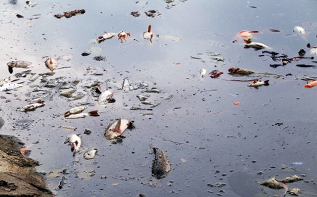Hà Nội  thu vớt cá chết, làm sạch môi trường hồ Hoàng Cầu