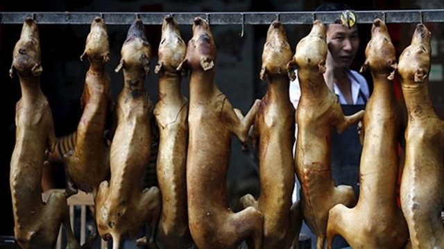 Đài Loan ban hành lệnh cấm ăn thịt chó và mèo