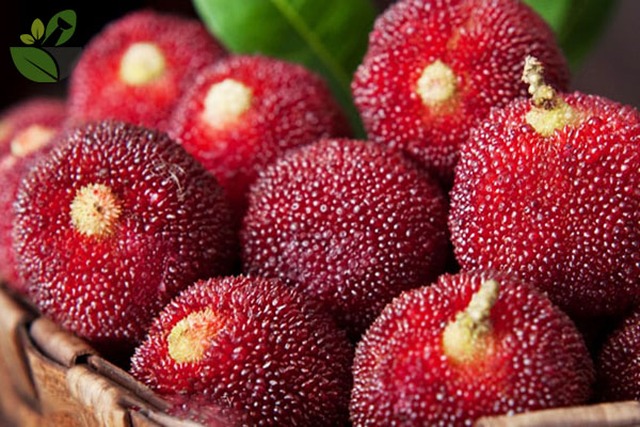 5 loại trái cây là 'vua ung thư', bị xếp vào 'danh sách đen' vì chứa nhiều ký sinh trùng và độc tố nhưng người Việt nào cũng mê  - Ảnh 3.