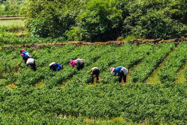 Nghỉ việc văn phòng lương 700 triệu đồng/năm về “bươn chải buôn ớt”, người đàn ông kiếm nhiều gấp đôi: Ai cũng có thể kinh doanh nhưng muốn giàu phải nhờ yếu tố này - Ảnh 2.