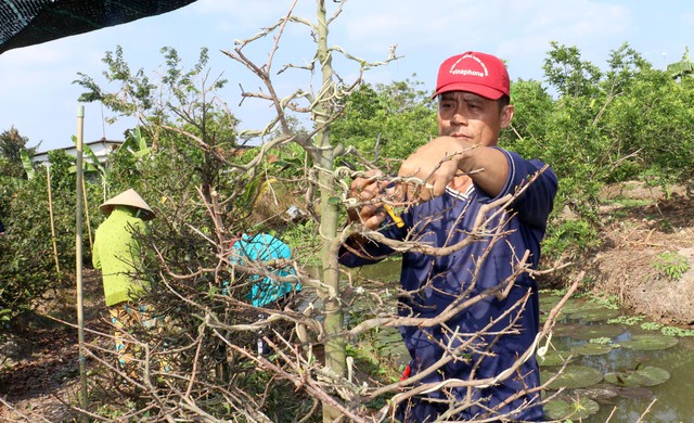 Làng mai vàng Phước Định rộn ràng đón Xuân - Ảnh 1.