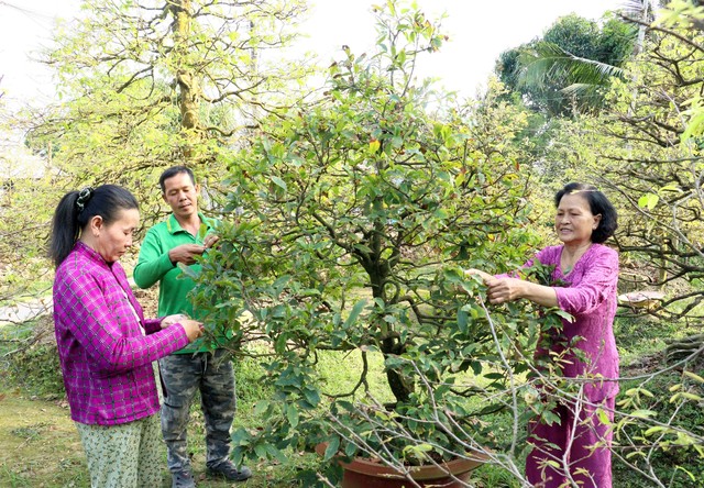 Làng mai vàng Phước Định rộn ràng đón Xuân - Ảnh 2.