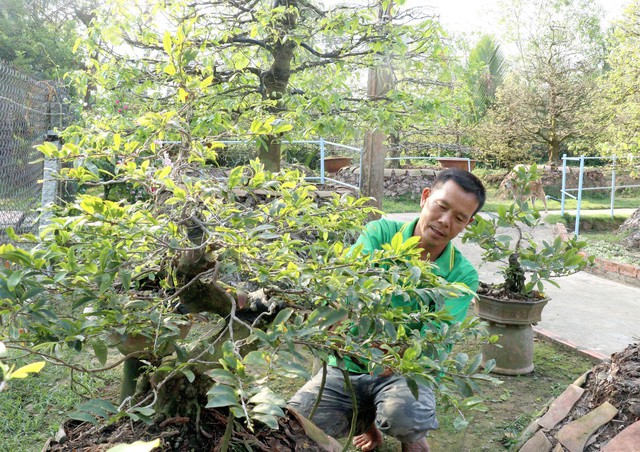 Làng mai vàng Phước Định rộn ràng đón Xuân - Ảnh 3.