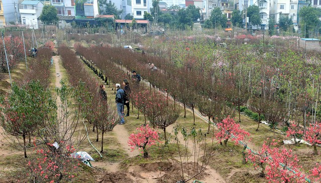 Đào Nhật Tân khoe sắc đón Xuân Giáp Thìn - Ảnh 8.