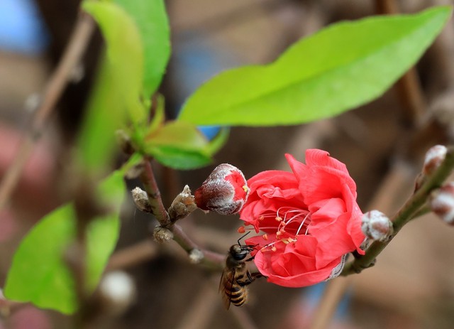 Đào Nhật Tân khoe sắc đón Xuân Giáp Thìn - Ảnh 3.