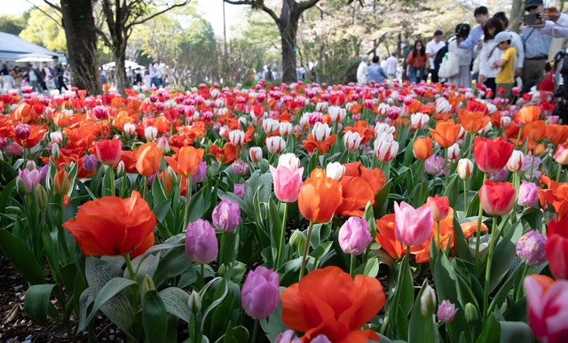 Nhật Bản: Muôn hoa khoe sắc trong lễ hội hoa tại công viên Showakinen - Ảnh 1.
