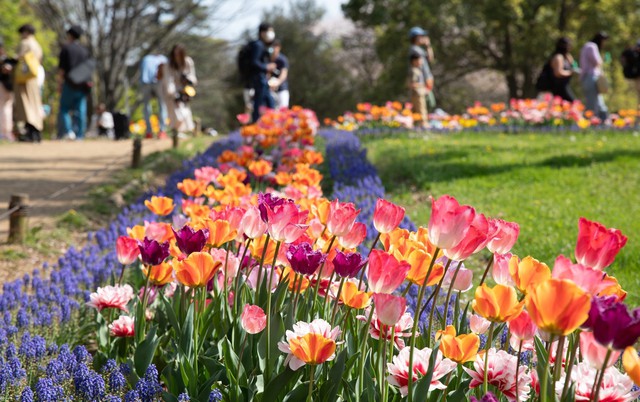 Nhật Bản: Muôn hoa khoe sắc trong lễ hội hoa tại công viên Showakinen - Ảnh 4.