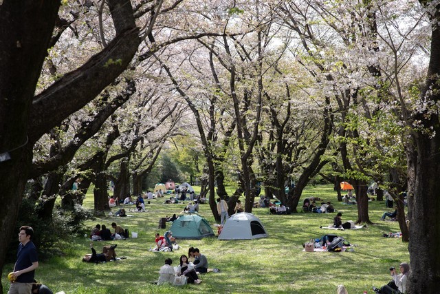 Nhật Bản: Muôn hoa khoe sắc trong lễ hội hoa tại công viên Showakinen - Ảnh 12.
