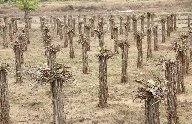 Bình Thuận đối mặt với hạn hán khốc liệt, nhiều hồ đập thủy lợi cạn trơ đáy - Ảnh 3.