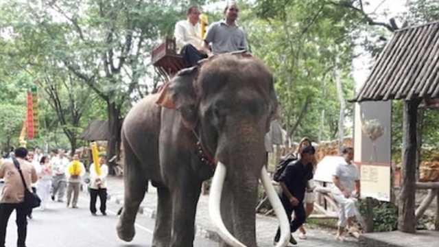 Chú voi nổi tiếng 'phát điên' giết chết người huấn luyện mình