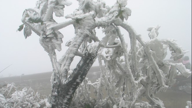 Chùm ảnh: Băng giá nhuộm trắng đỉnh núi Phia Oắc trong cái lạnh -9 độ C