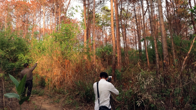 Hàng ngàn cây thông rừng bị hạ độc ở Lâm Đồng