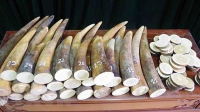 VKSND Hà Nội kháng nghị việc áp dụng án treo trong vụ án mua bán 17 kg ngà voi