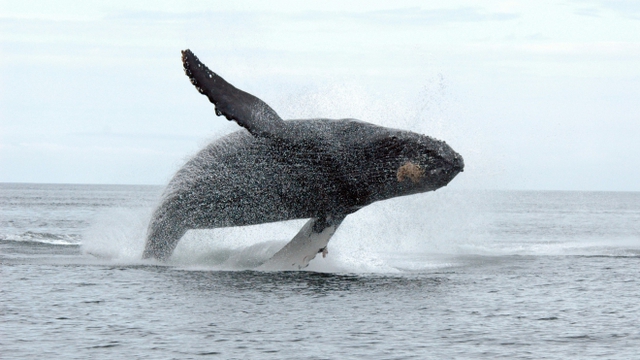 Canada: Người đầu tiên bị phạt vì đến gần cá voi