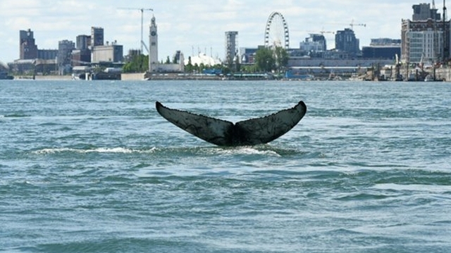 Con cá voi lưng gù từng xuất hiên trên một con sông ở Canada đã chết
