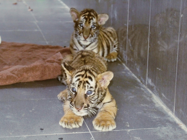 7 con hổ thu tại Nghệ An được Vườn Quốc gia Pù Mát chăm sóc đang phục hồi, nuôi hổ tại Nghệ An, nuôi hổ nghệ an, nuôi hổ trong nhà, nghệ an nuôi hổ