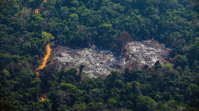 'Lá phổi xanh' Amazon đứng trước nguy cơ không thể phục hồi