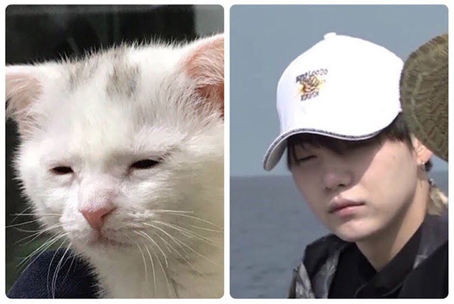 BTS, Suga, Tại sao ARMY lại gọi Suga BTS là Lil Meow Meow, Jungkook, V BTS