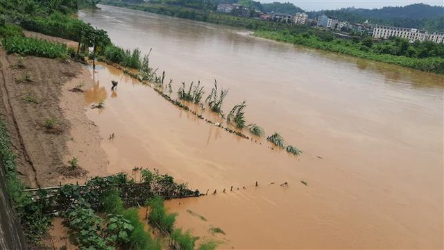 Trong ảnh: Lũ trên sông Hồng dâng cao gây ngập lụt nhiều diện tích hoa màu của người dân. Ảnh: Hồng Ninh - TTXVN