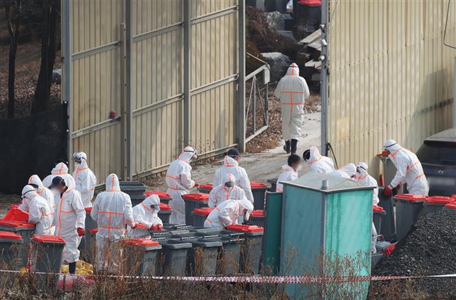 Trong ảnh: Lực lượng chức năng tiến hành tiêu hủy gà tại trang trại ở Yeoju, Hàn Quốc, sau khi phát hiện nhiễm cúm gia cầm, ngày 7/12/2020. Ảnh: Yonhap/TTXVN