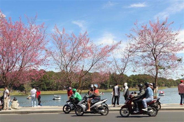 Mai anh đào, mai anh đào nở bung sau Tết, Tết Nguyên Đán, Mai anh đào nở ở Đà Lạt