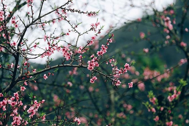 Xuất hành mùng 8 Tết Nhâm Dần, Hướng và giờ xuất hành ngày mùng 8 Tết, Xuất hành, xuất hành mùng 8 tết tốt hay xấu, mùng 8 tết xuất hành hướng nào, xuất hành Tết 2022