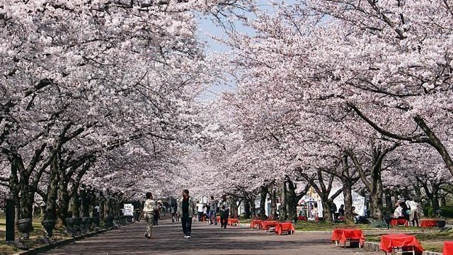 Nhật Bản hủy tiệc ngắm hoa anh đào năm 2020