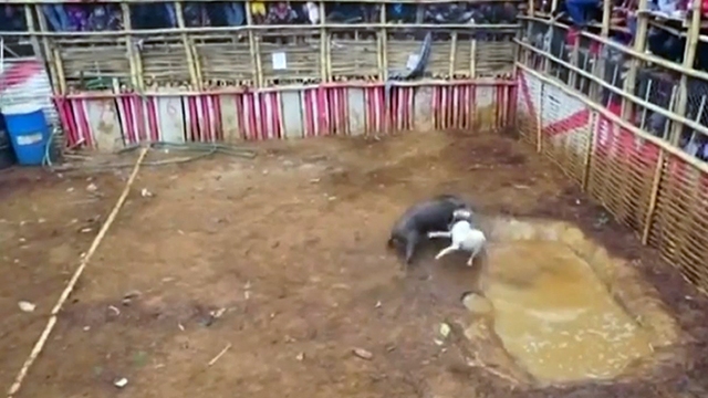 VIDEO: Phẫn nộ cảnh hàng trăm thanh niên cổ vũ đàn chó cắn xé một con lợn rừng