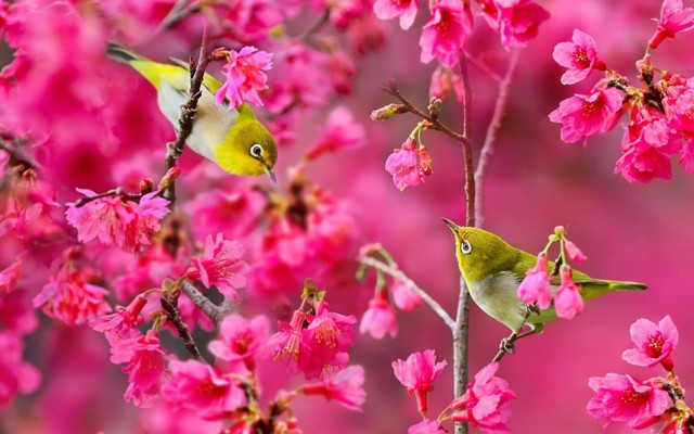 văn khấn rằm tháng giêng, bài cúng rằm tháng giêng, mâm cỗ rằm tháng giêng, cúng rằm tháng giêng, lễ cúng tết thượng nguyên, bài khấn rằm tháng giêng, tết nguyên tiêu