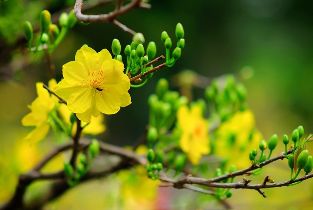 ngày vía thần tài, văn khấn ngày vía thần tài, Bài cúng vía thần tài, Bài cúng ngày vía thần tài, văn khấn thần tài 2022, bài cúng thầng tài, cúng vía thần tài, thần tài