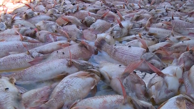 Cá chết đồng loạt ở Bình Phước do nuôi vượt gấp 5 lần
