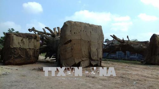 Trả lại cây đa sộp thứ 3 bị bắt giữ ở Thừa Thiên - Huế
