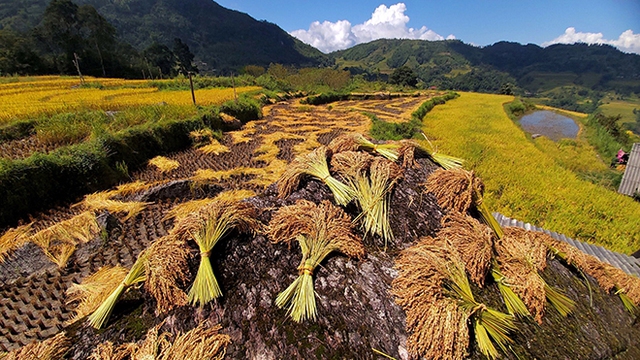 Mùa vàng thửa ruộng bậc thang Hoàng Su Phì, Ruộng bậc thang Hoàng Su Phì, Mùa vàng trên những thửa ruộng bậc thang Hoàng Su Phì, Ruộng bậc thang, Hoàng Su Phì