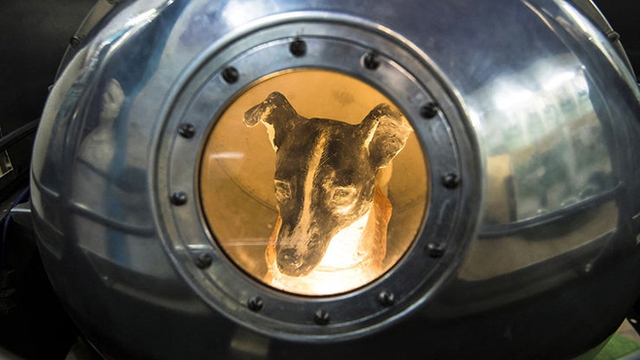 Chú chó Laika, sinh vật sống đầu tiên bay vào vũ trụ: 60 năm loài người vẫn rơi nước mắt