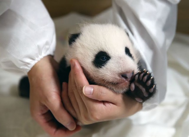 Blackpink, Blackpink và gấu trúc panda, Blackpink bị điều tra vì gây hại cho gấu, Gấu con Fubao, 24/365 With Blackpink, Blackpink gây nguy hiểm cho gấu