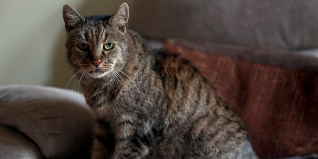 Cụ mèo già nhất thế giới qua đời ở tuổi 144