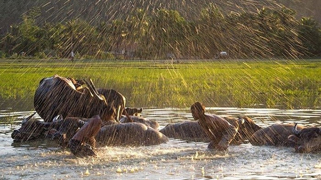 Ngẫm chuyện người nhà quê với 'cơn mưa vàng'