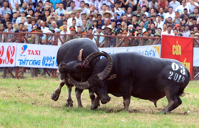 Chọi trâu Đồ Sơn, Xem chọi trâu Đồ Sơn, Xem Chọi trâu Hải Phòng, Xem chọi trâu, chọi trâu đồ sơn 2018, trực tiếp chọi trâu đồ sơn, xem trực tiếp chọi trâu đồ sơn