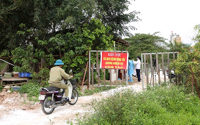 Dịch tả lợn châu Phi, Tả lợn châu Phi, Tả lợn châu Phi có lây sang người, Tả lợn, dịch tả lợn châu phi có lây sang người, tả lợn châu phi có lây sang người không, ta lon