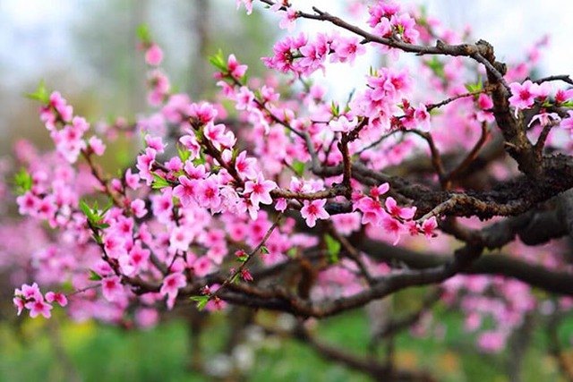 Văn khấn tảo mộ, bài cúng tảo mộ, Tảo mộ, Lễ tảo mộ, bài khấn tảo mộ, khấn tảo mộ, Tảo mộ cuối năm, tảo mộ trước tết, Tảo mộ ngày Tết, Tảo mộ ngày nào, tảo mộ tết, Tao mo